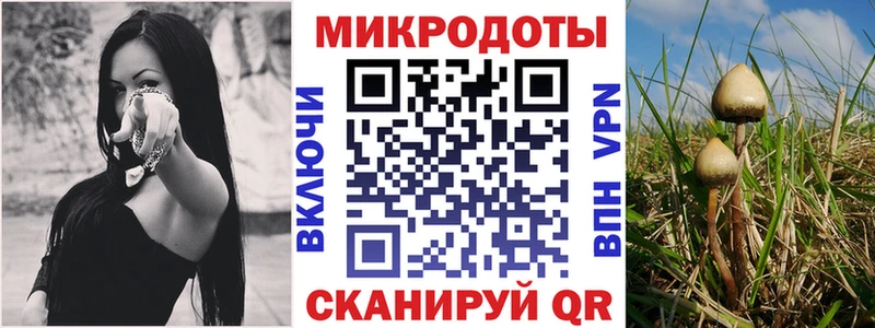 дарнет шоп  Азнакаево  Псилоцибиновые грибы Psilocybine cubensis 